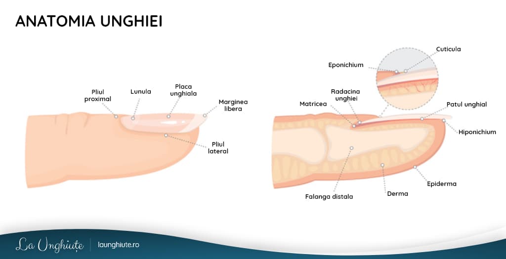 Anatomia unghiei si structura unghiei