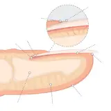 Anatomia si structura unghiei